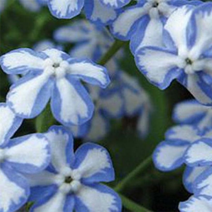 Brunnera macrophylla Starry Eyes (Fioritura)