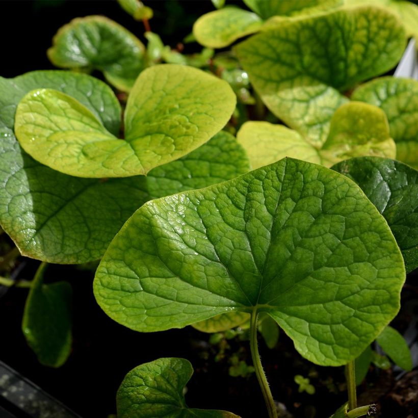 Brunnera sibirica (Fogliame)