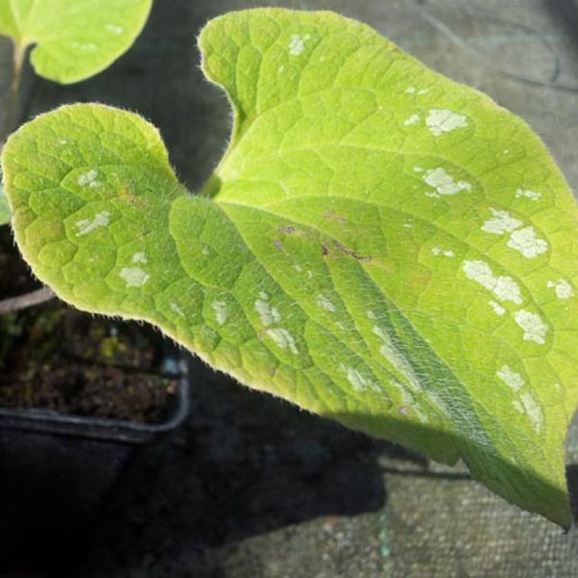 Brunnera macrophylla Silver Wings (Fogliame)