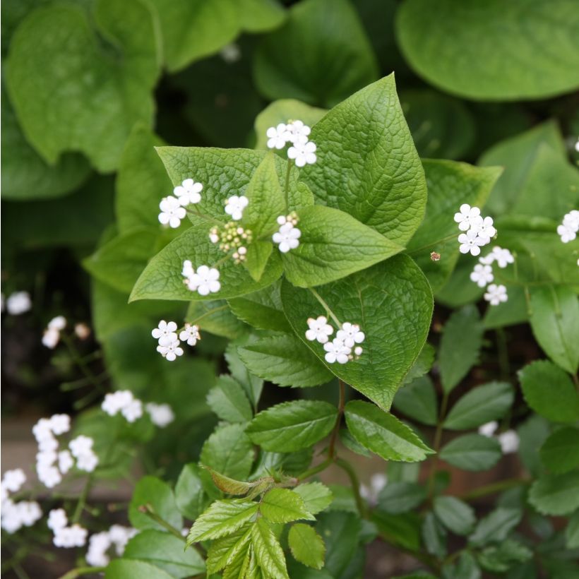 Brunnera macrophylla Betty Bowring (Fioritura)