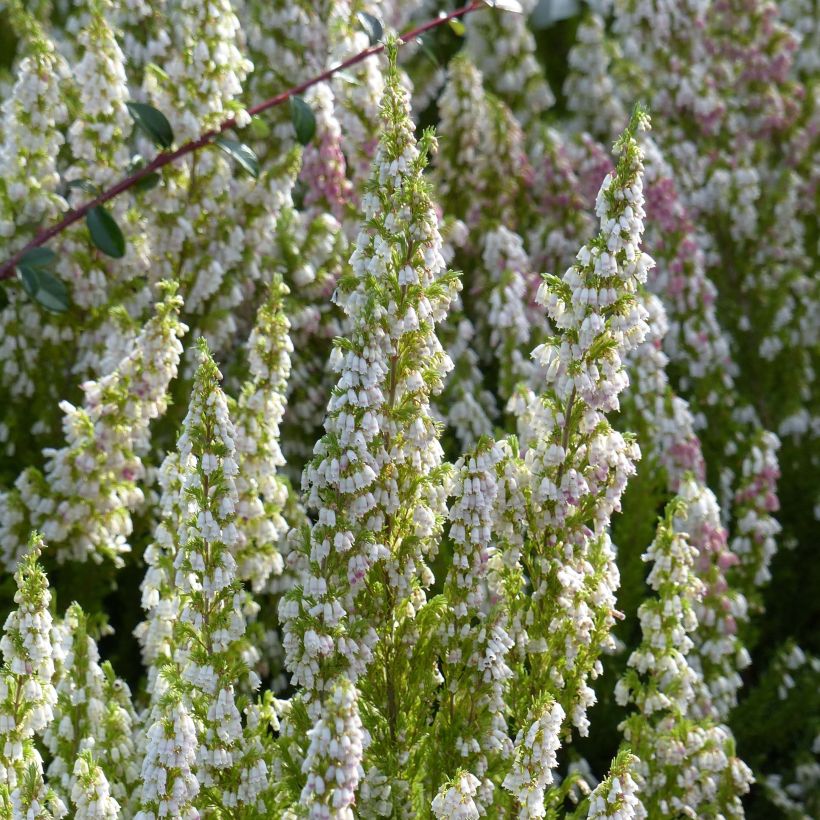 Erica arborea Great Star Le Vasterival (Fioritura)