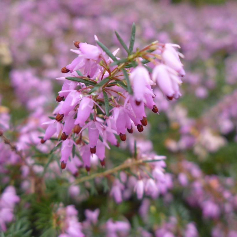 Erica carnea December Red (Fioritura)