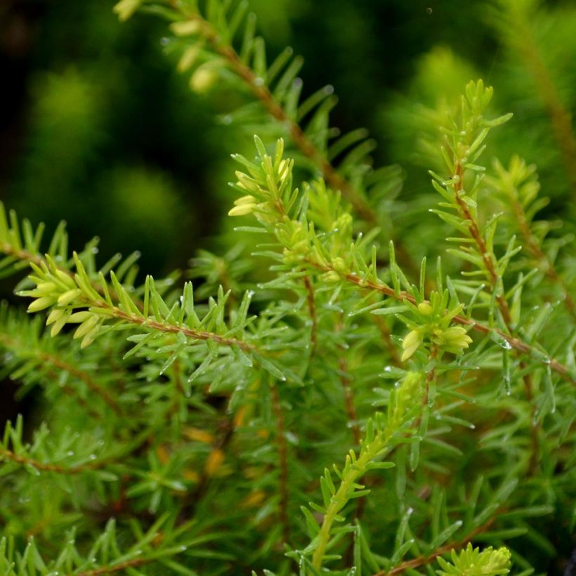 Erica carnea Springwood White (Fogliame)