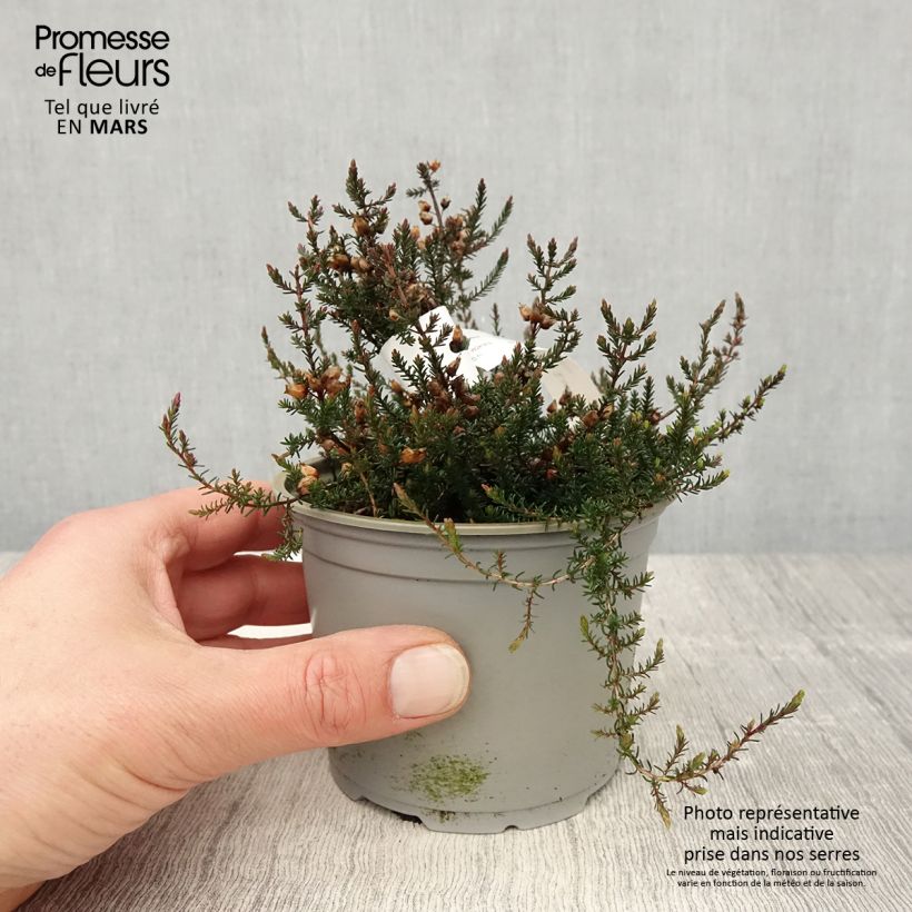 Bruyère cendrée - Erica cinerea C.D. Eason - Pot de 12 cm esemplare consegnato in primavera