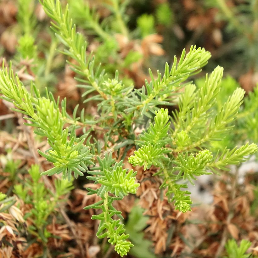 Erica cinerea f. alba Alba (Fogliame)