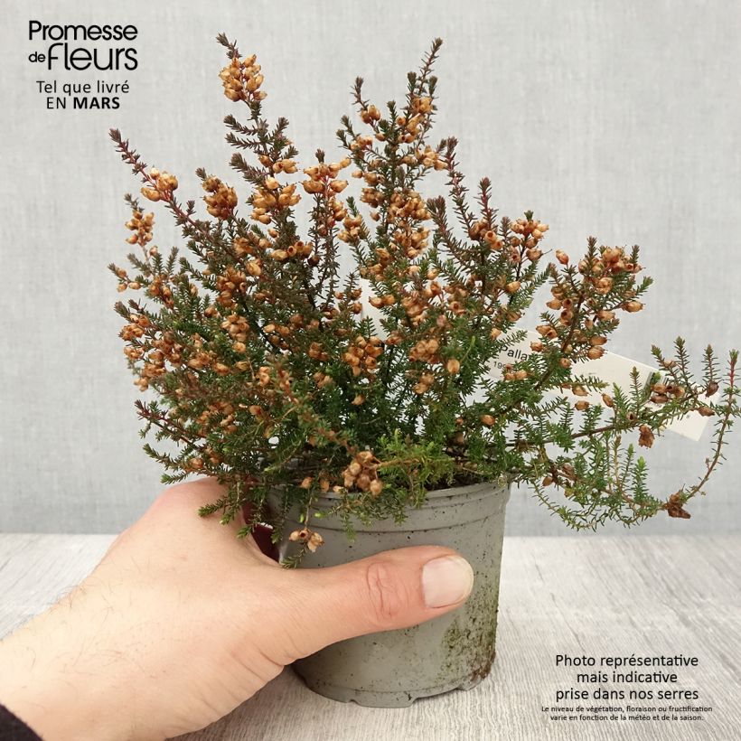 Bruyère cendrée - Erica cinerea Pallas - Pot de 12 cm esemplare consegnato in primavera