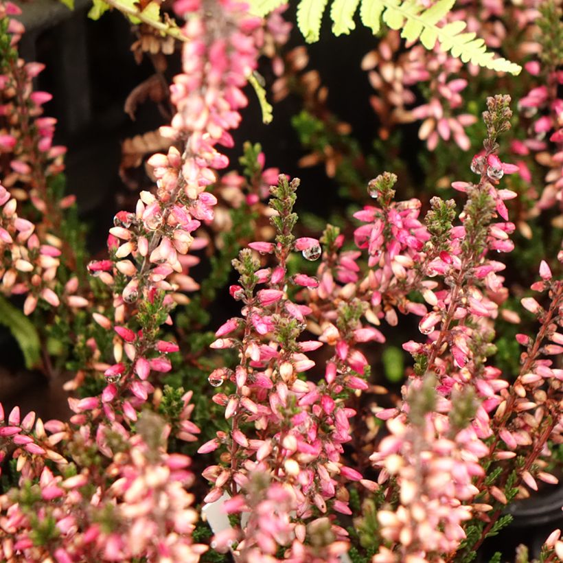 Calluna vulgaris Dark Beauty - Brugo (Fioritura)