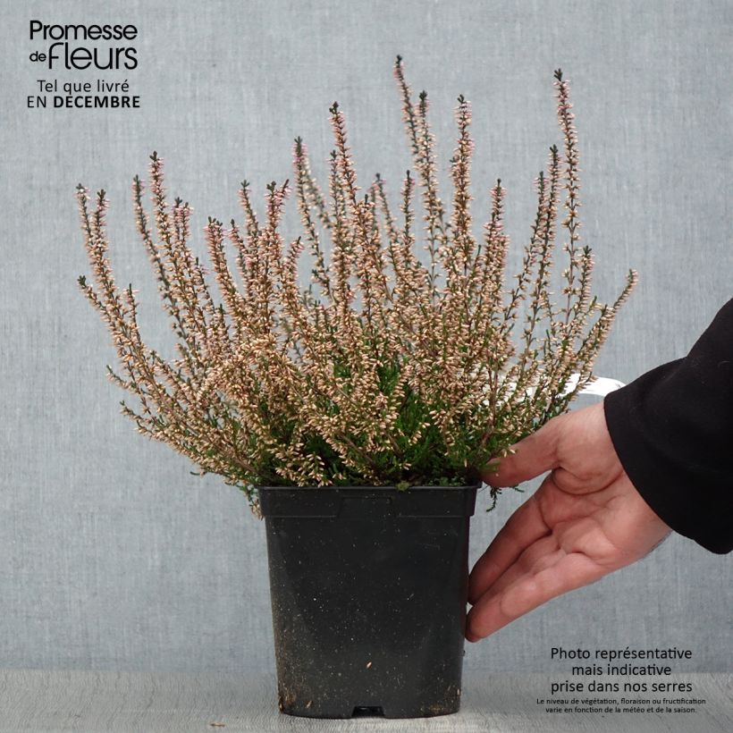 Bruyère d'été - Calluna vulgaris Marleen  Pot de 2L/3L esemplare consegnato in inverno