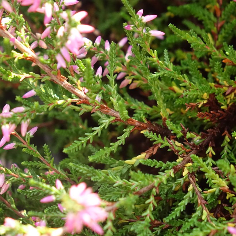 Calluna vulgaris Marleen - Brugo (Fogliame)