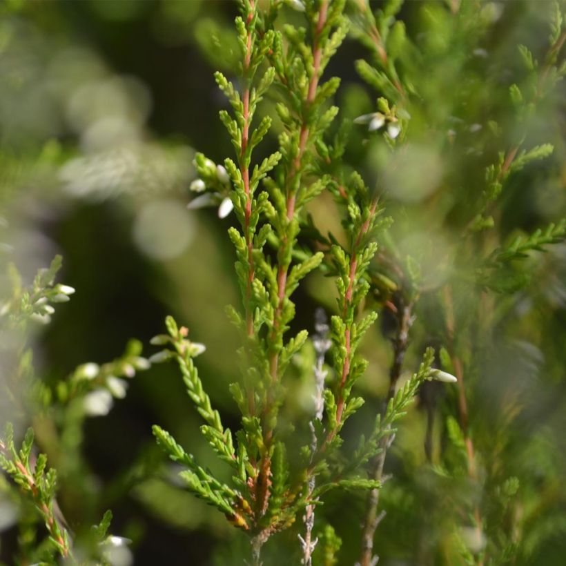 Calluna vulgaris Marlies - Brugo (Fogliame)