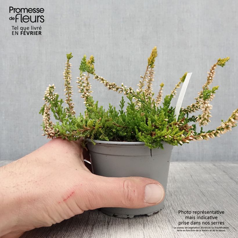 Bruyère d'été - Calluna vulgaris Sandy  Pot de 2L/3L esemplare consegnato in inverno