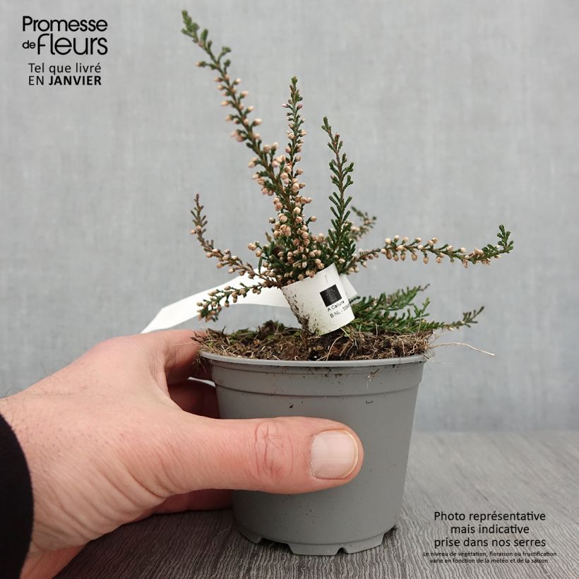 Bruyère d'été - Calluna vulgaris Tib Pot de 12 cm esemplare consegnato in inverno