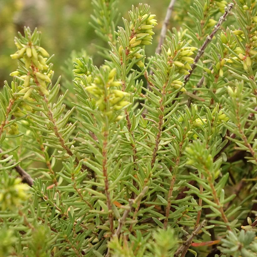 Erica darleyensis Aurélie Bregeon (Fogliame)