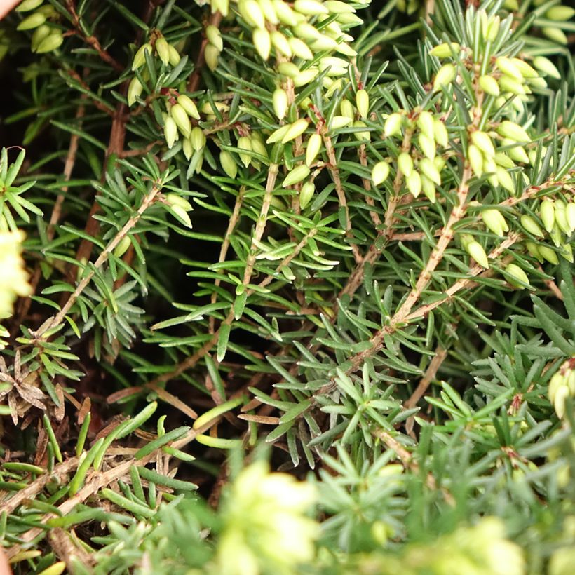 Erica darleyensis Trio (Fogliame)