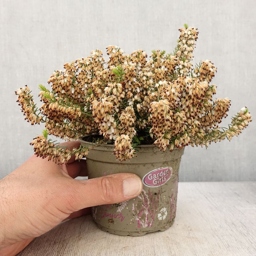 Bruyère des neiges - Erica carnea Isabell  - Pot de 12 cm esemplare consegnato in primavera