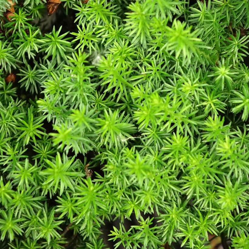 Erica carnea Isabell (Fogliame)