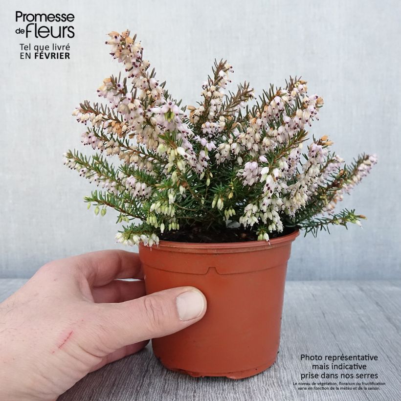 Bruyère des neiges - Erica carnea Jenny Porter - Pot de 1L/1,5L esemplare consegnato in inverno