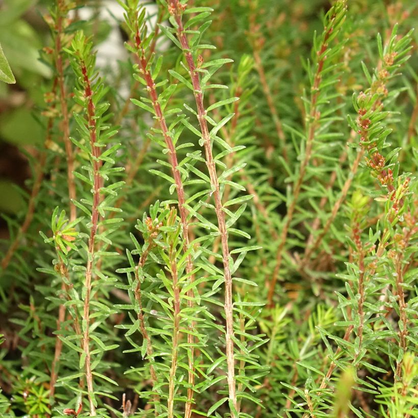 Erica carnea Myreton Ruby (Fogliame)