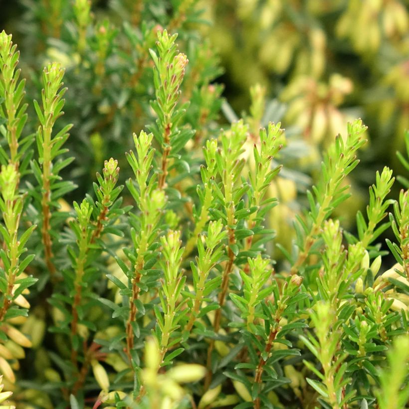 Erica carnea Rosalie (Fogliame)