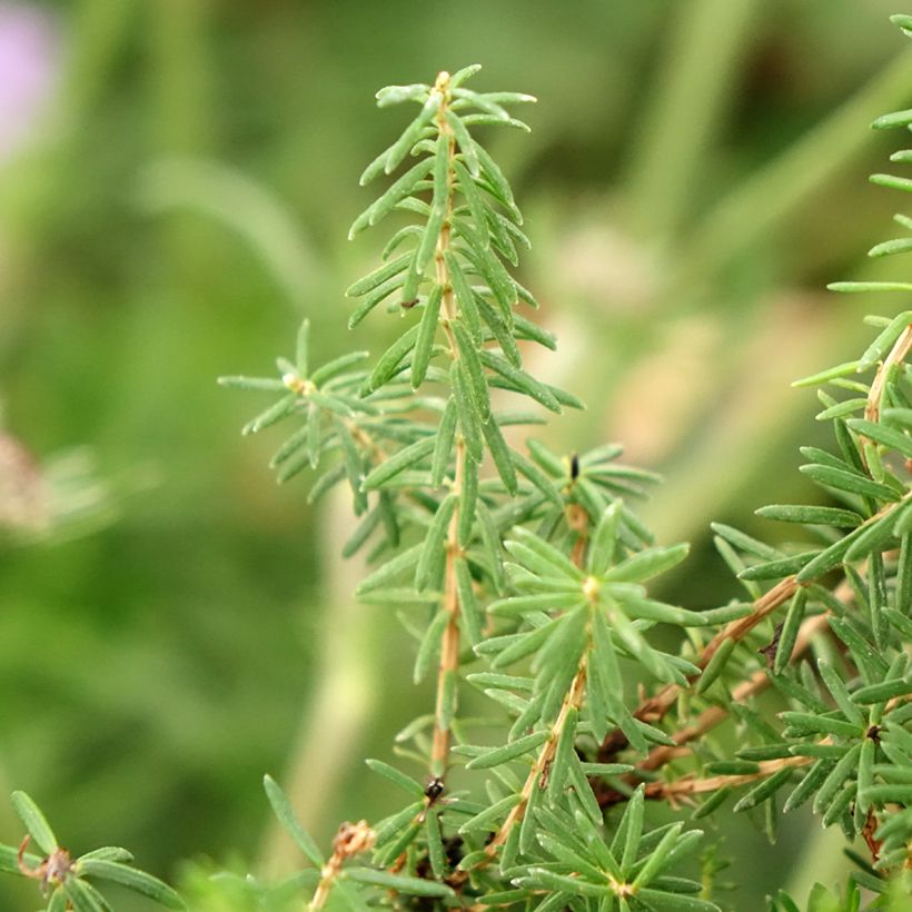 Erica vagans Pyrenees Pink (Fogliame)