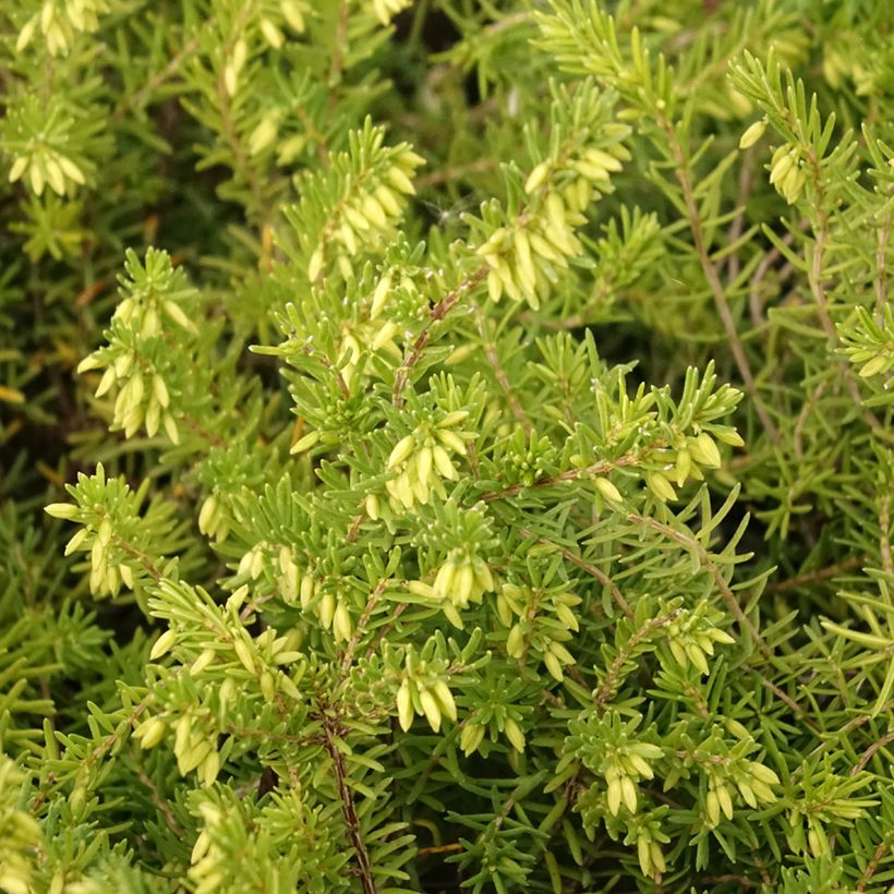 Erica vagans White Rocket (Fogliame)