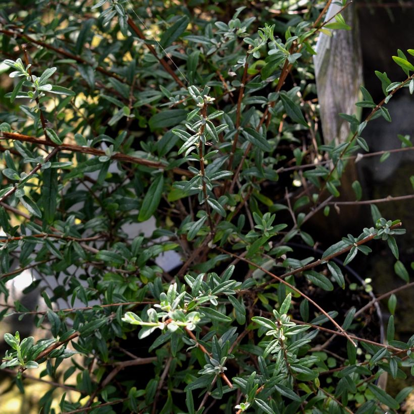 Buddleja alternifolia - Albero delle farfalle (Fogliame)