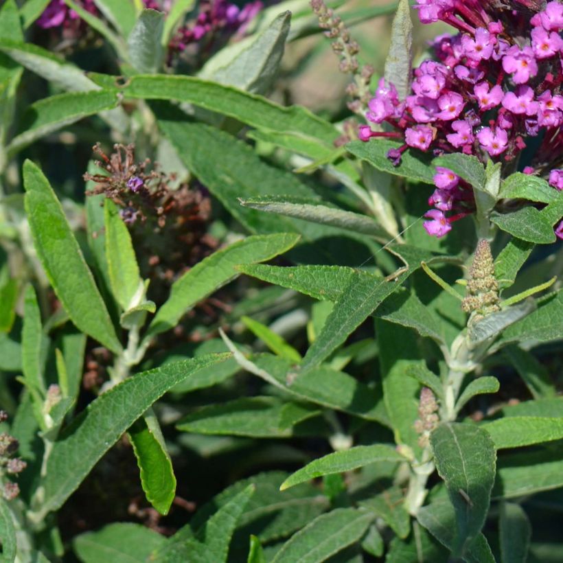 Albero delle farfalle Butterfly Tower (Fogliame)