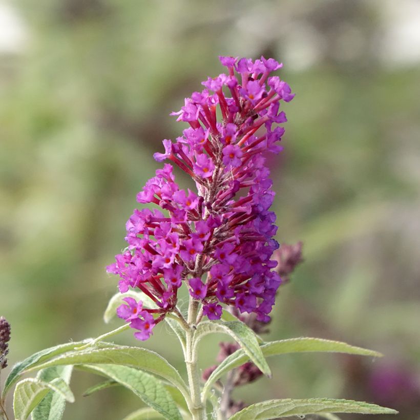 Albero delle farfalle Butterfly Tower (Fioritura)