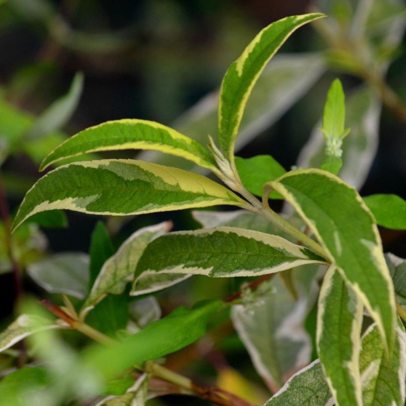 Albero delle farfalle Masquerade (Fogliame)