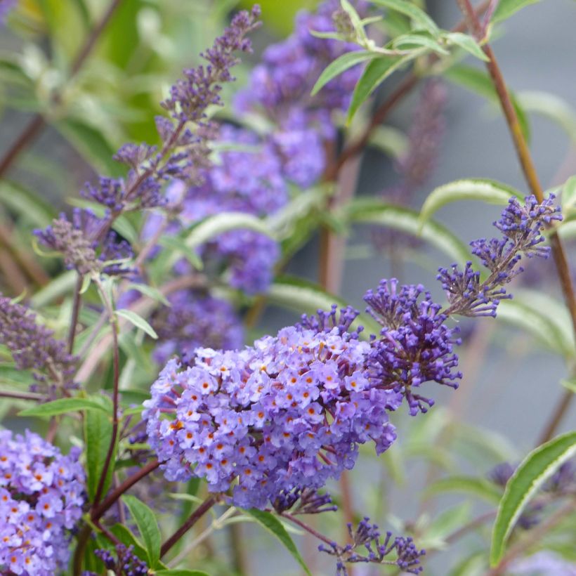 Albero delle farfalle Nanho Blue (Fioritura)