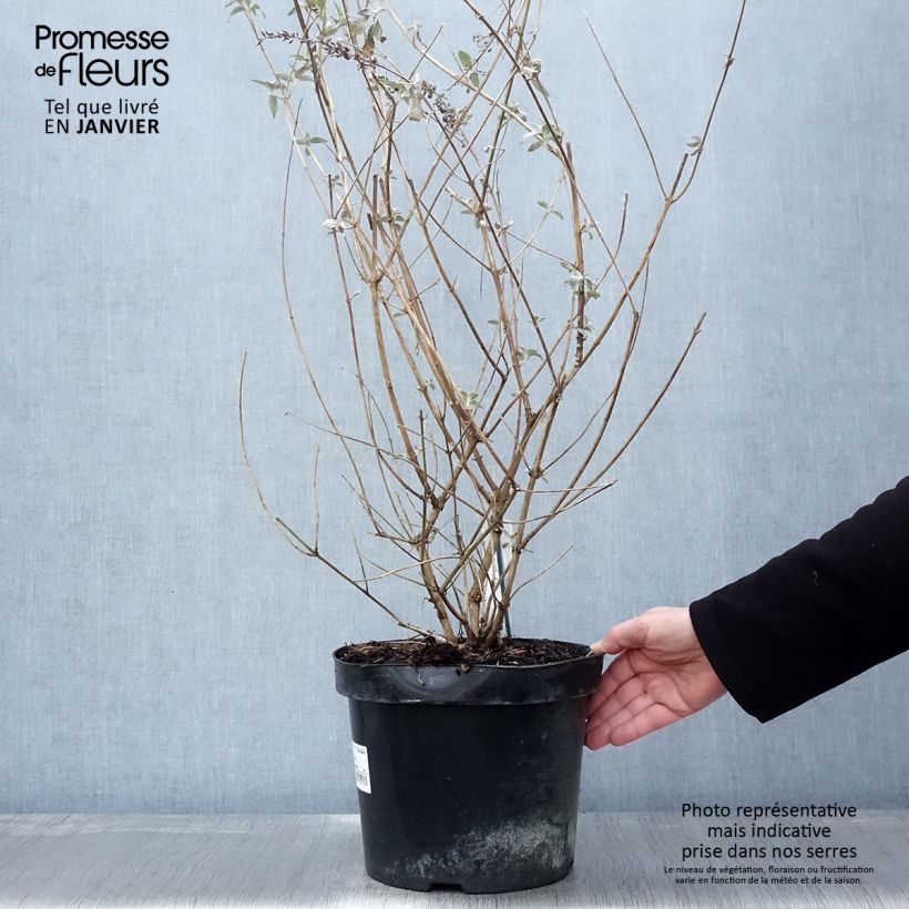 Buddleia Lochinch - Arbre aux papillons en pot de 7,5L/10L esemplare consegnato in inverno