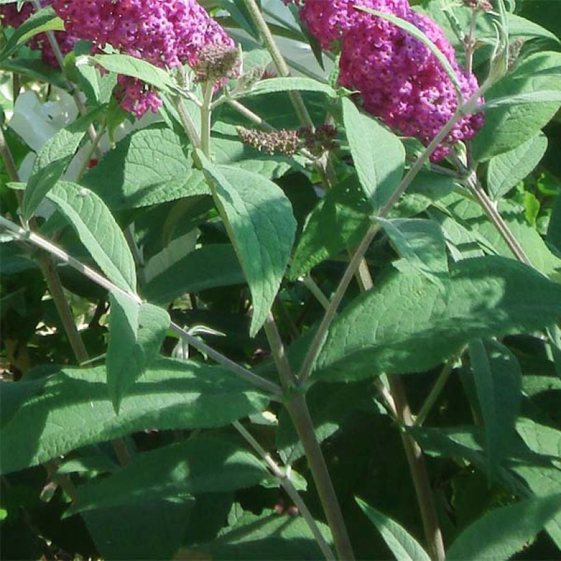 Albero delle farfalle Miss Ruby (Fogliame)