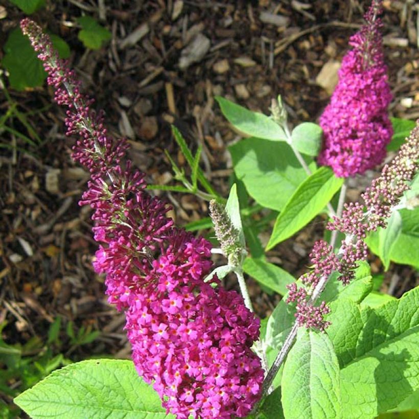 Albero delle farfalle Miss Ruby (Fioritura)