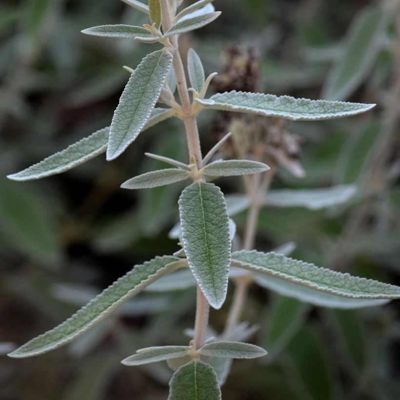 Albero delle farfalle Silver Anniversary (Fogliame)