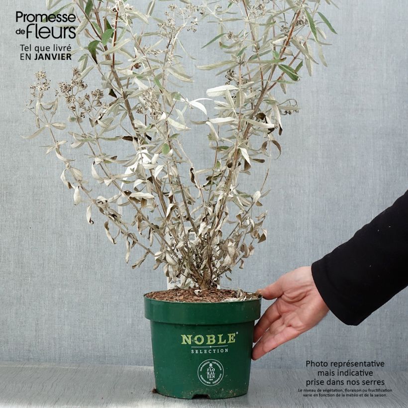 Buddleia Silver Anniversary - Arbre aux papillons Pot de 3L/4L esemplare consegnato in inverno