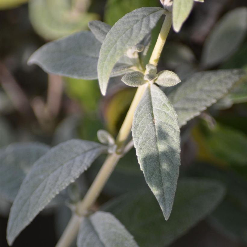 Albero delle farfalle White Chip (Fogliame)