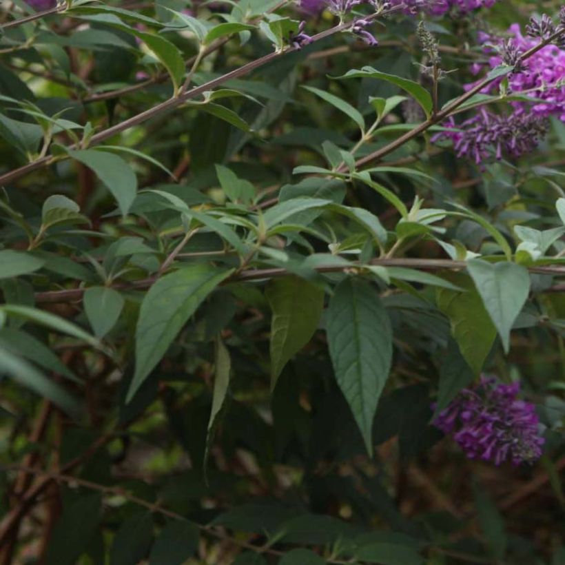 Albero delle farfalle Argus Velvet (Fogliame)