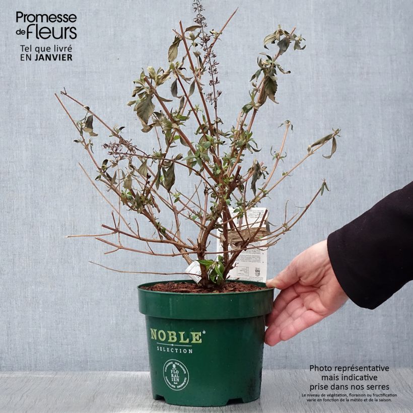 Buddleja davidii Argus Velvet Pot de 3L/4L esemplare consegnato in inverno