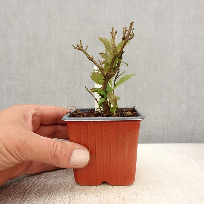 Buddleja davidii Butterfly Candy Little White - Arbre aux papillons nain - Godet de 8/9 cm esemplare consegnato in primavera