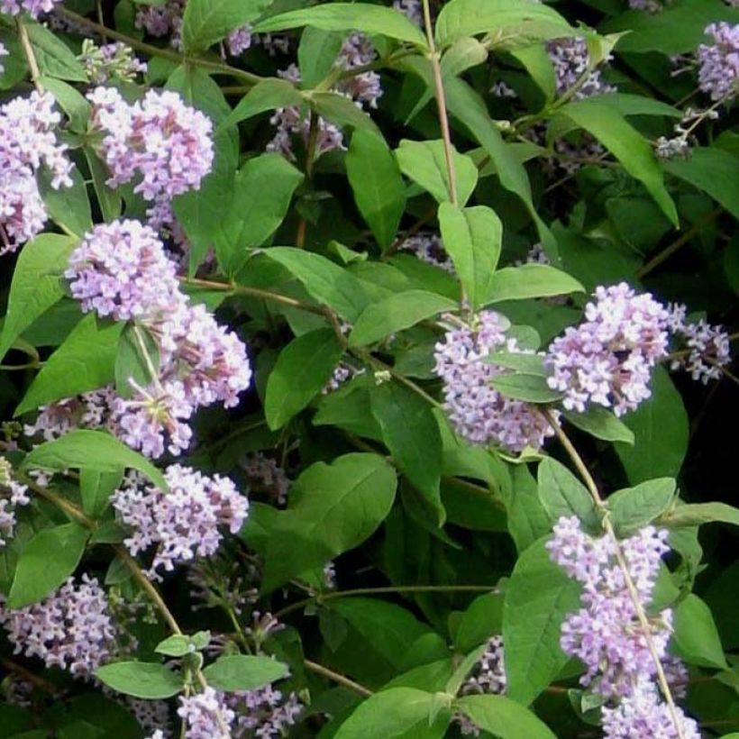 Buddleja delavayi - Albero delle farfalle (Fogliame)