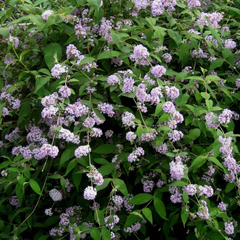 Buddleja delavayi - Albero delle farfalle (Fioritura)