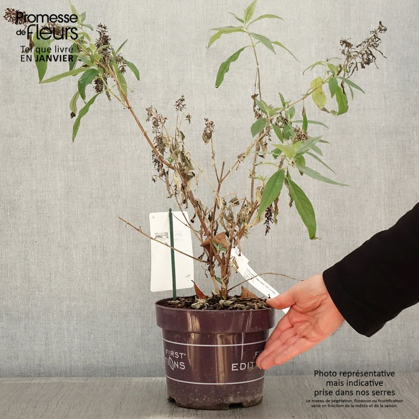 Buddleja Funky Fuchsia - Arbre aux papillons Pot de 2L/3L esemplare consegnato in inverno