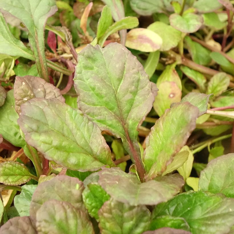 Ajuga reptans Catlin's Giant - Bugola (Fogliame)