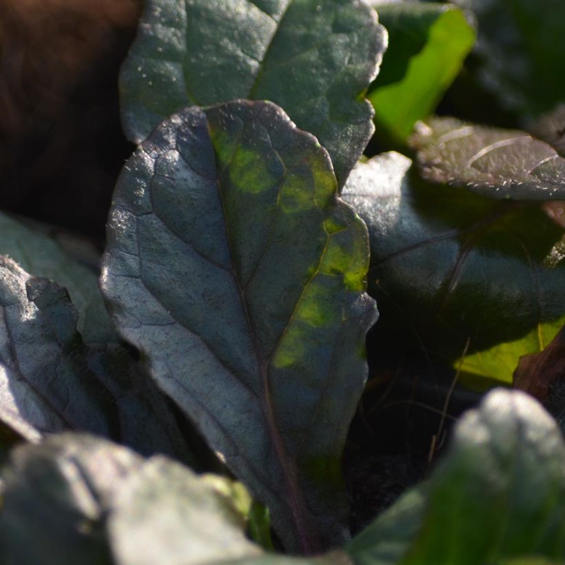 Ajuga reptans Purple Torch - Bugola (Fogliame)