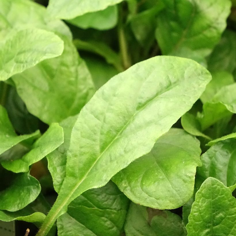 Ajuga reptans Rosea - Bugola rosa (Fogliame)