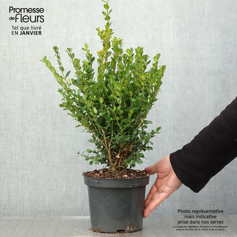 Buis - Buxus microphylla Faulkner en pot de 3L/4L forme libre esemplare consegnato in inverno