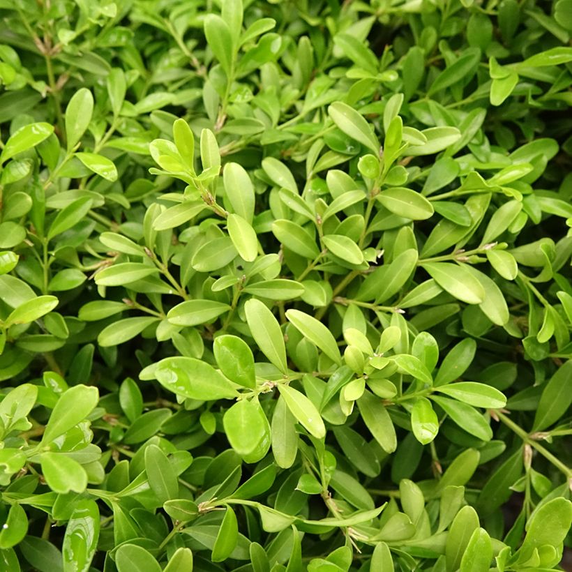 Buxus microphylla Rococo - Bosso microfillo (Fogliame)