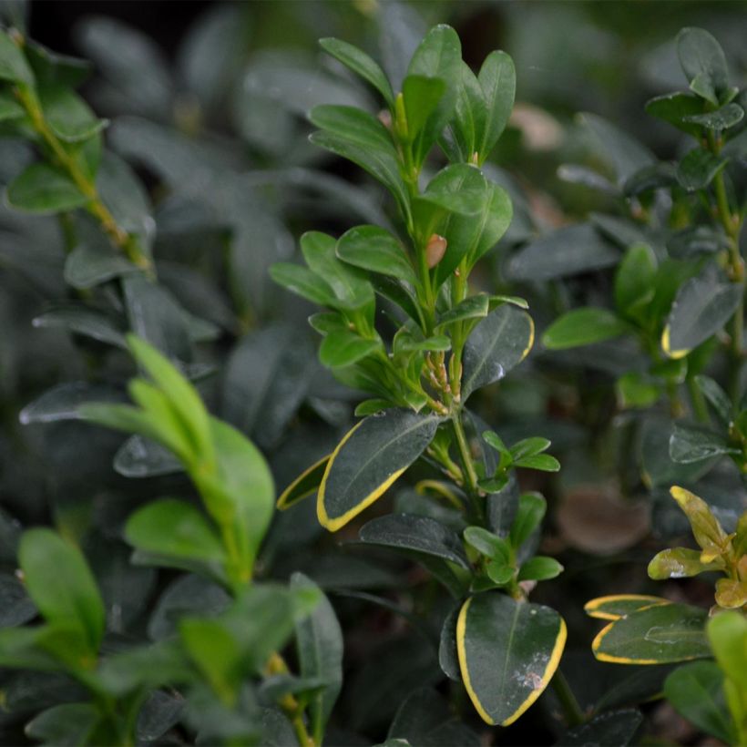 Buxus sempervirens - Bosso palla (Fogliame)