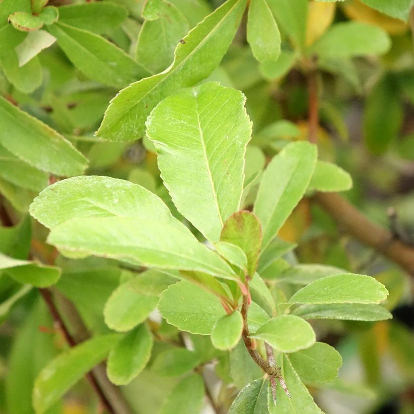 Pyracantha SAPHYR Jaune (Fogliame)