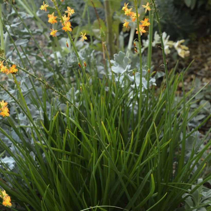 Bulbine frutescens - Fiore di serpente (Porto)